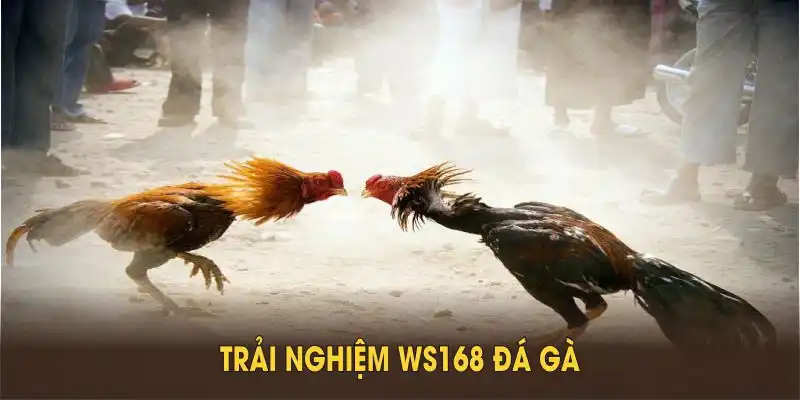 Trải nghiệm WS168 đá gà vượt trội nhờ uy tín, công nghệ tiên tiến 
